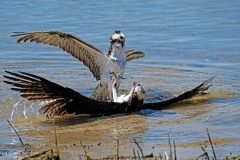 Ospreys-fighting