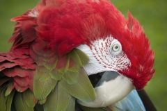 Parrot-Close-up