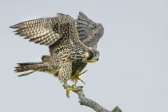 Peregrine-Falcon-Juvenile-Sunken-Meadow