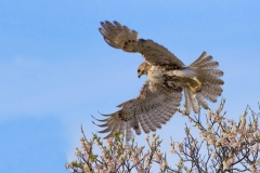 Red Tailed Hawk in flight 2