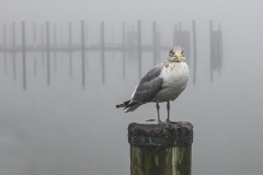 Seagul-in-Fog