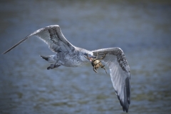 Seagul-with-spider-crab