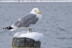 Seagull on snow