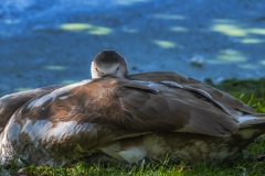 Signet-in-the-shade-watching