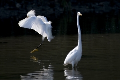 Snow-Egret-and-Great-Egret