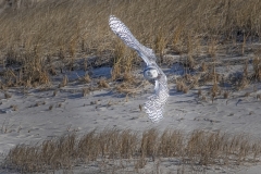 Snowy-Owl-flying-full-out