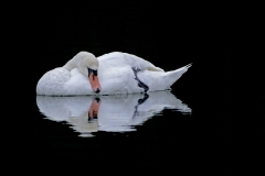 Swan-Sleeping-mirror
