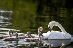 Swan and Signets