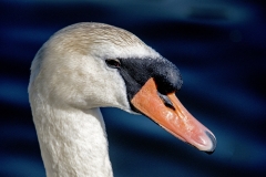 Swan head shot