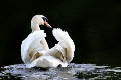 Swan-looking-back-2