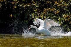Swan-on-the-move