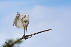 White Egret One wing up S