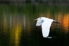 White Egret Skimming water