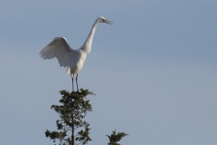 White Egret stretching on top of tree S