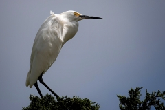 White small Egret Posing