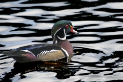 Wood-Duck