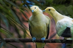 Yellow-birds-peck