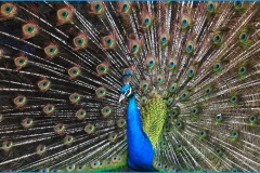 Peacock-showing-off