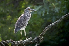 yellow Crowned night Heron Juvenile