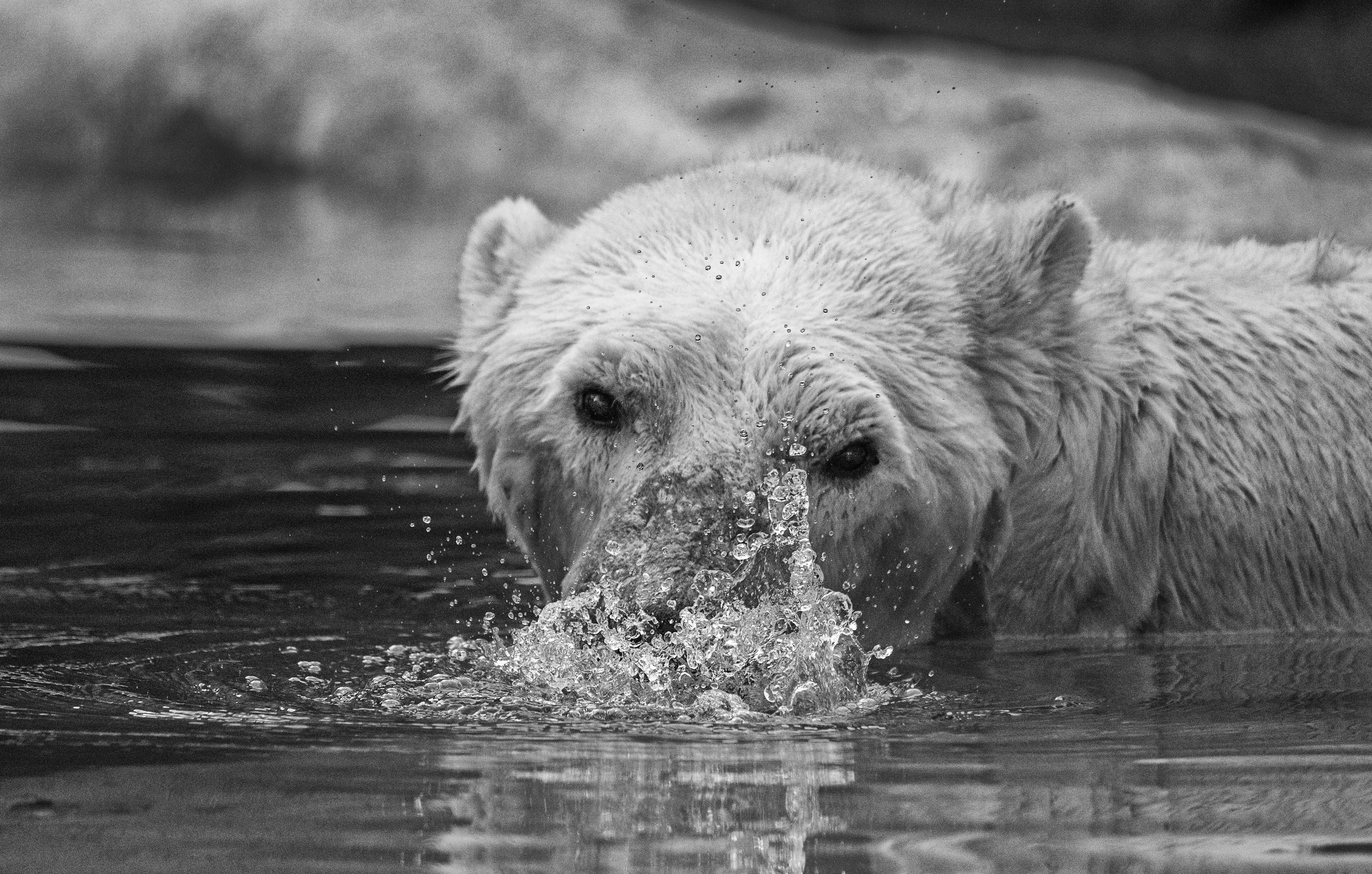 Polar Bear Bubbles B&W