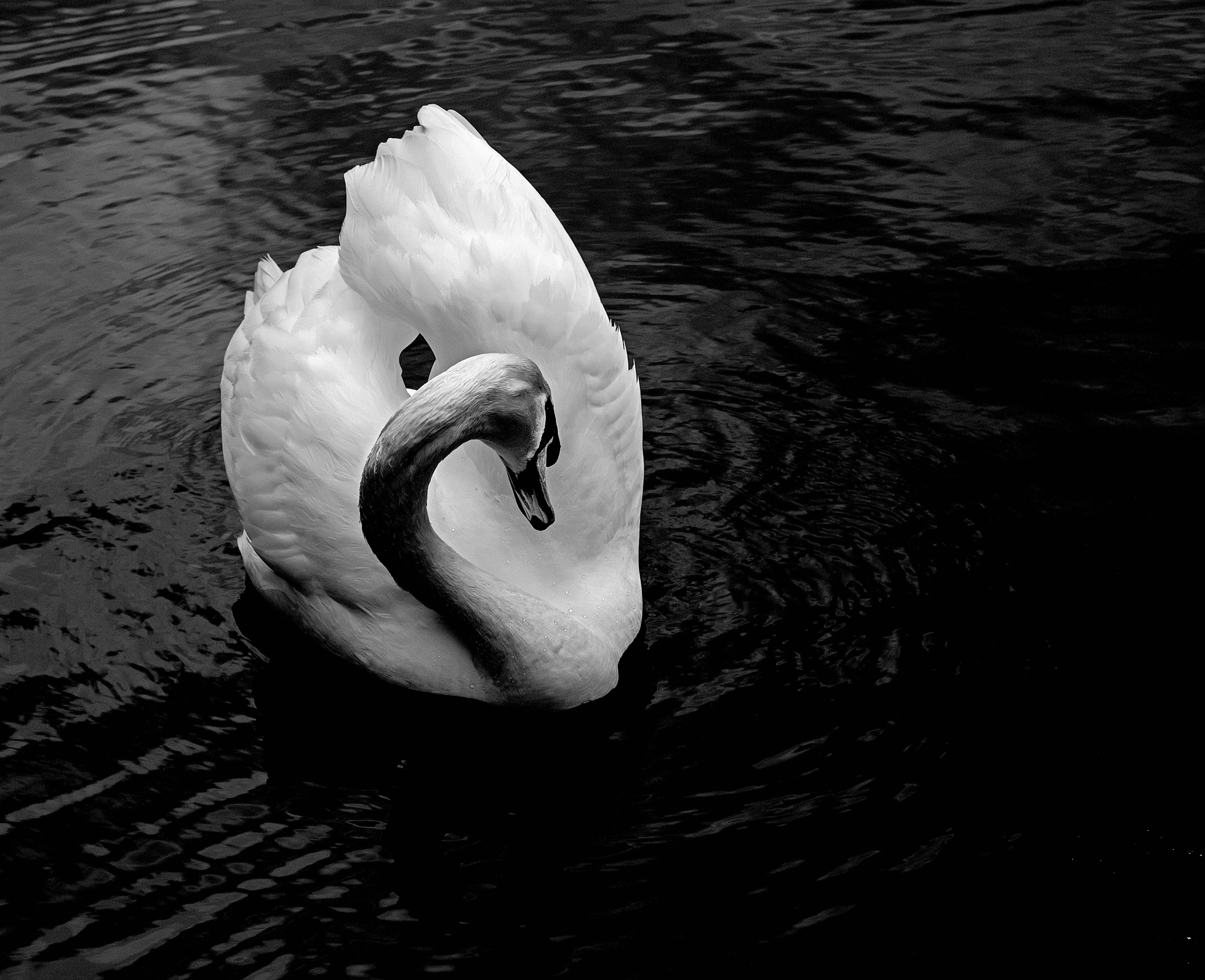 Swan in B&W