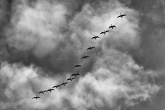 Geese in flight B&W