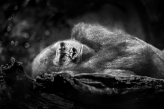 Gorilla Silver Back sleeping on log