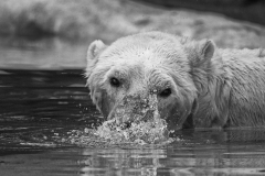 Polar Bear Bubbles B&W