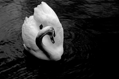 Swan in B&W