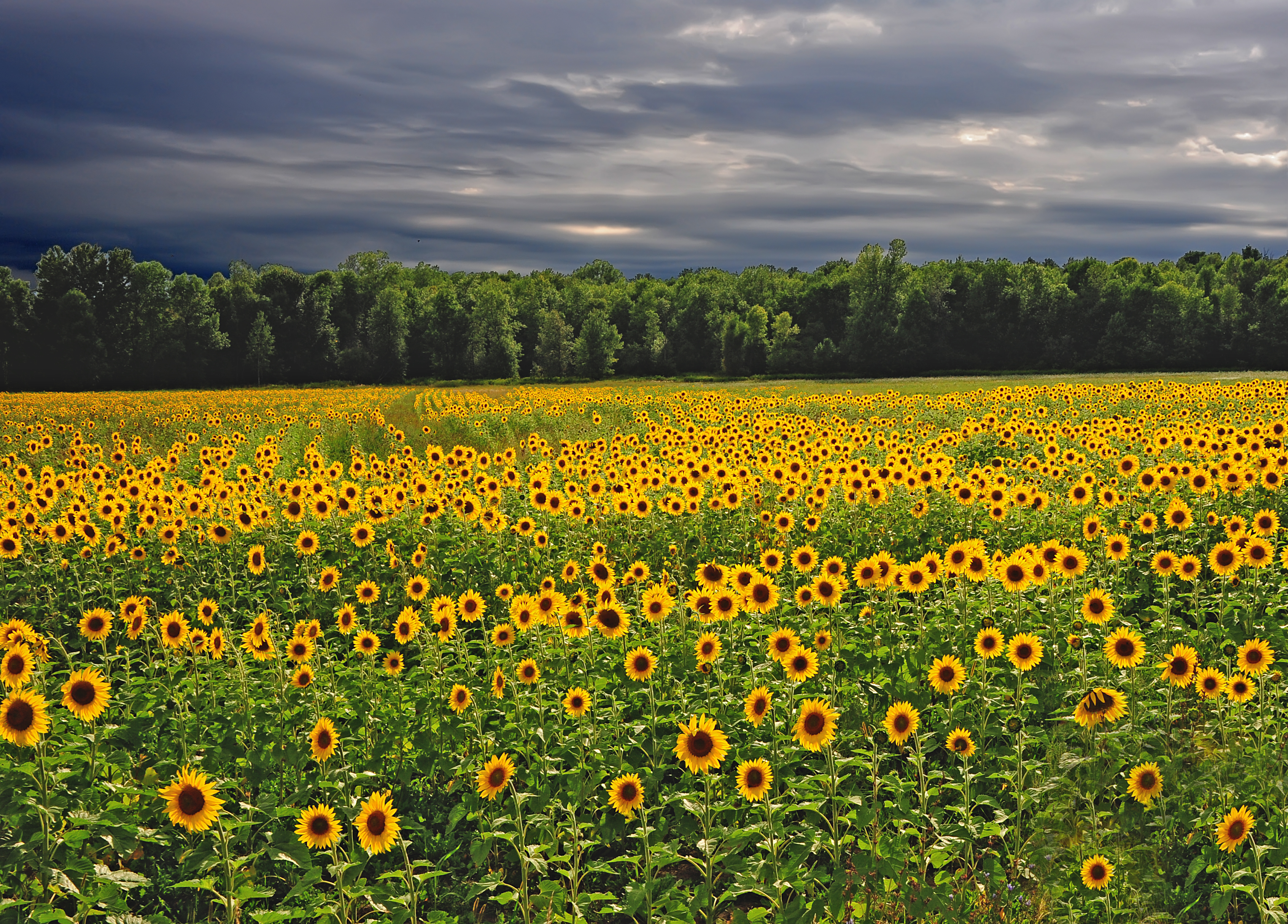 sun Flower Field