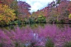 Autumn leaves on lake