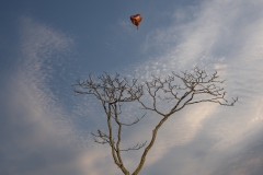 Heart-baloon-on-Tree2