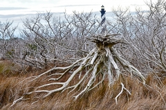 Tree Root and Light House color S