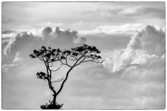 Tree-in-clouds