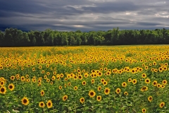 sun Flower Field