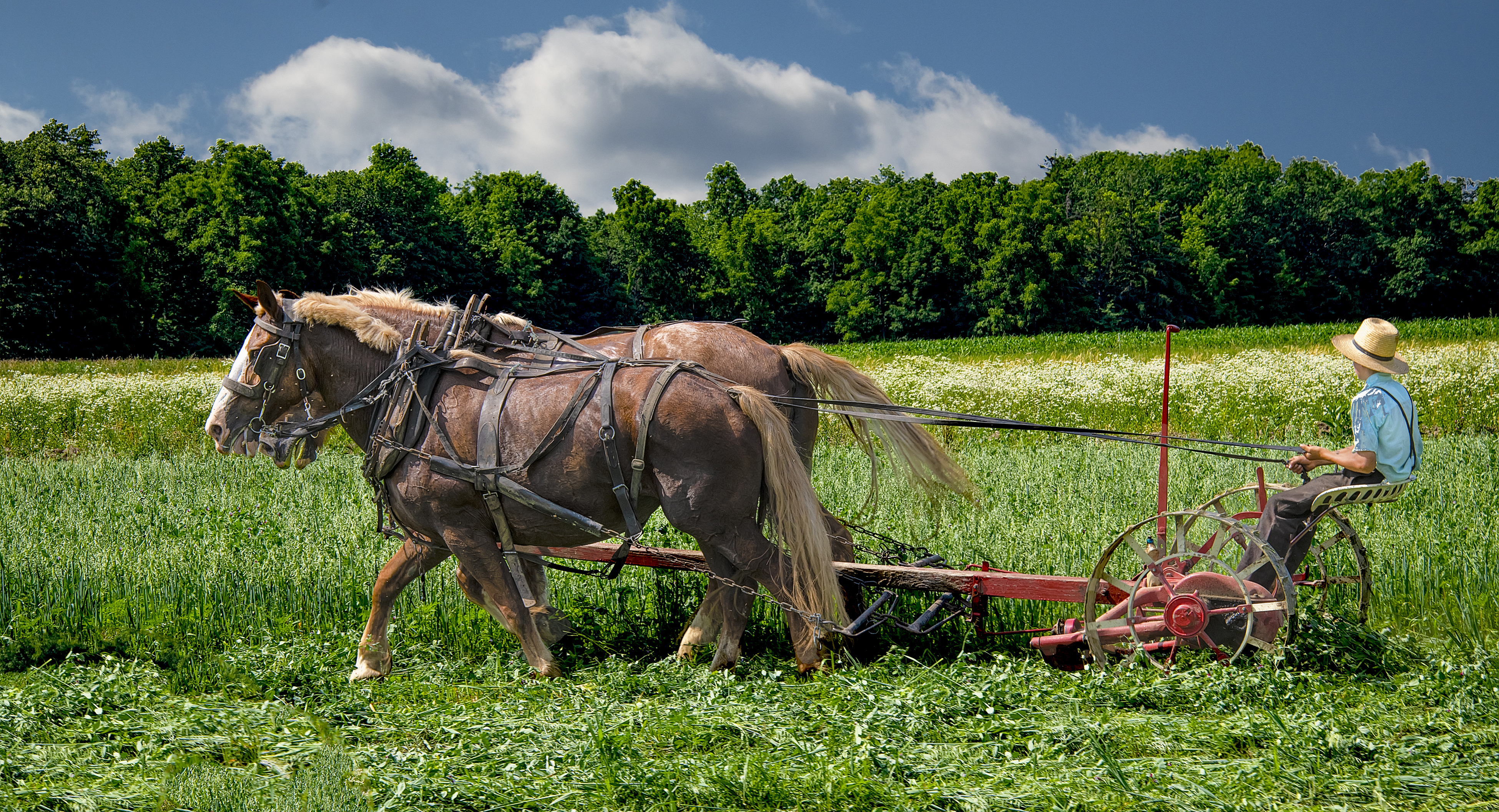 Amish-Boy-Cutting-Grass