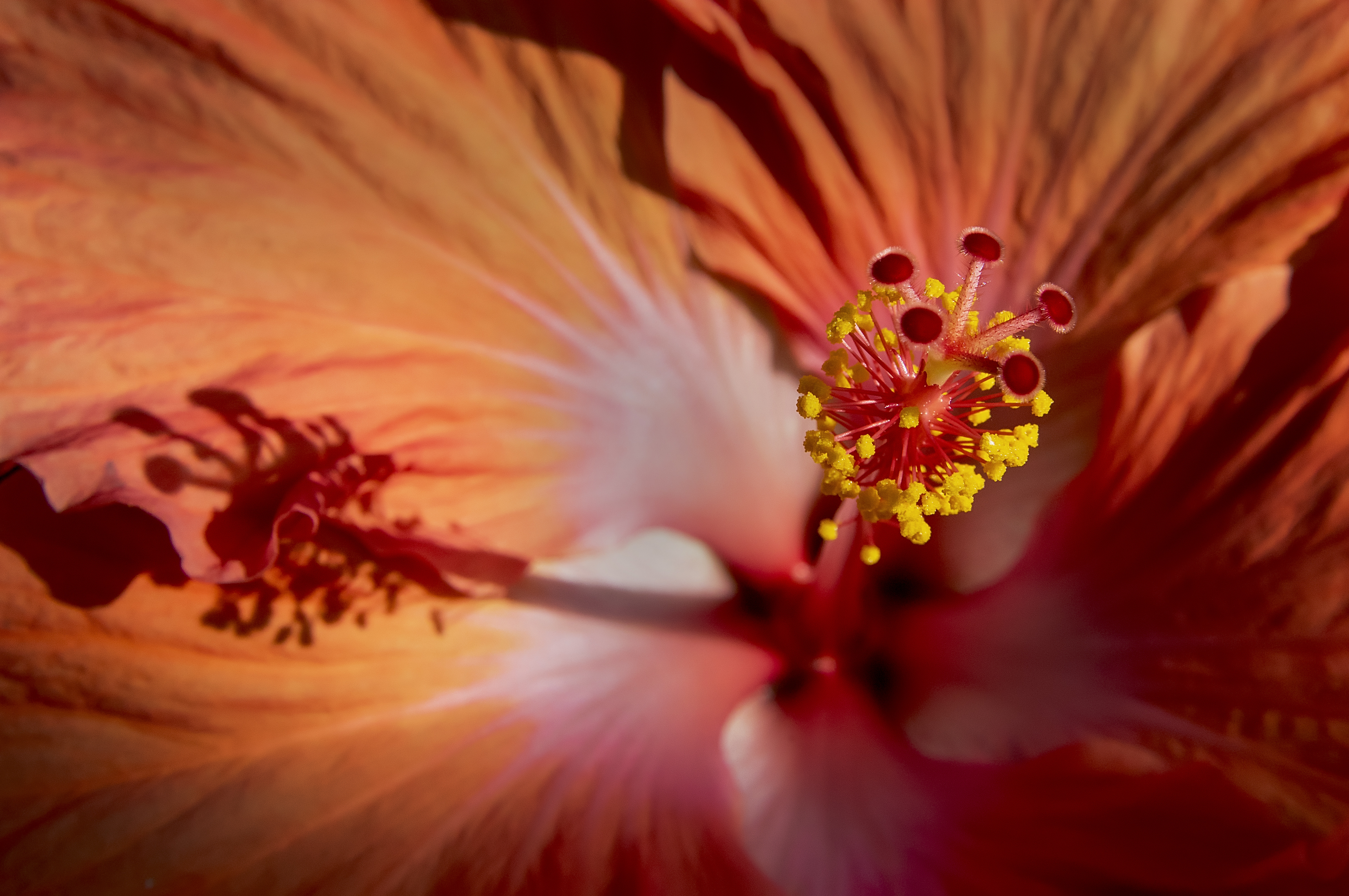 Inside of flower