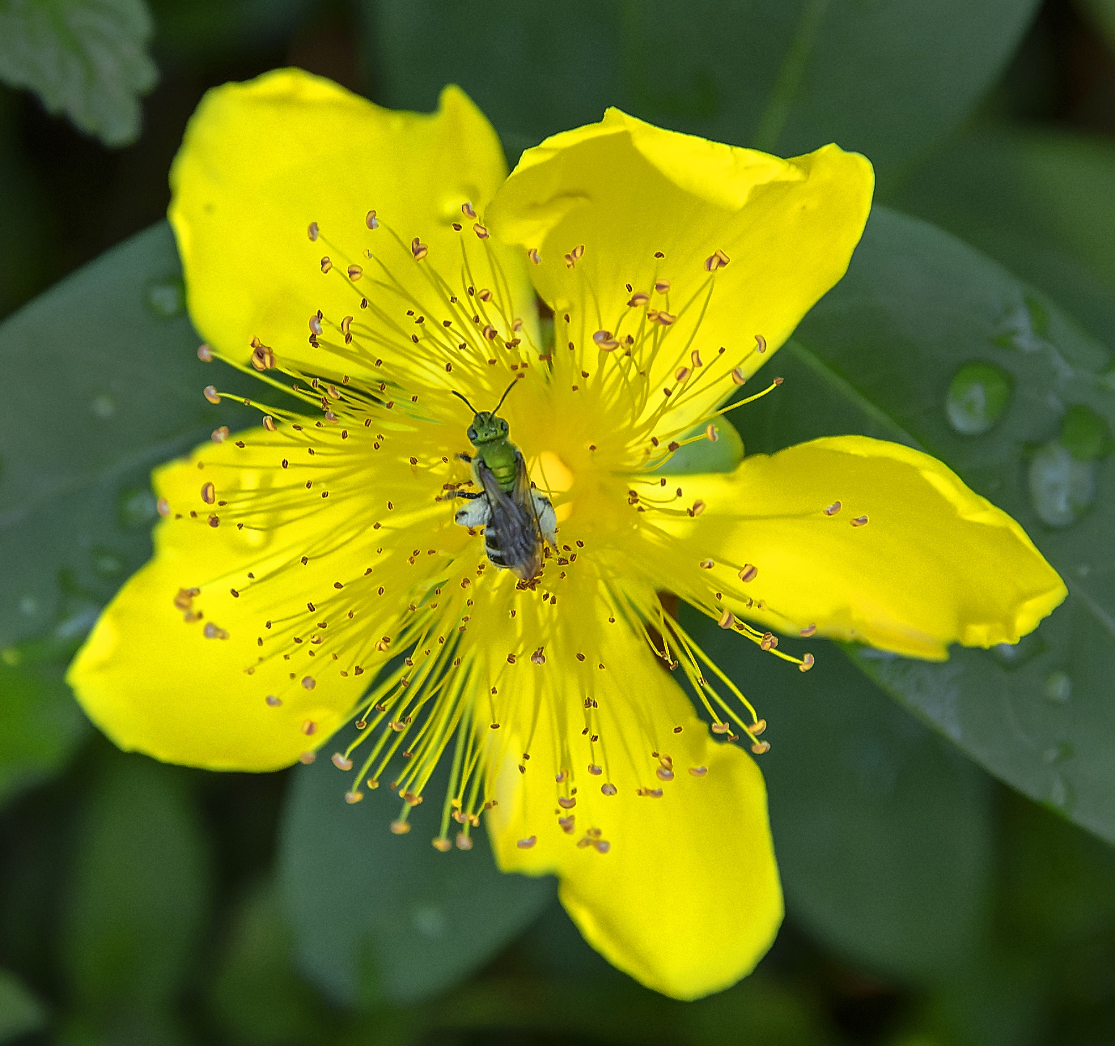 bug in yellow flower