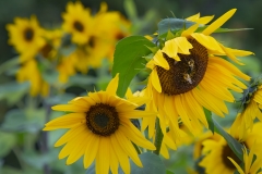 Bees on Sunflowers