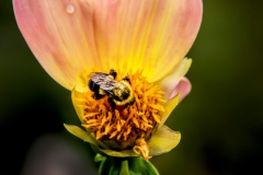 Bumbble bee in flower