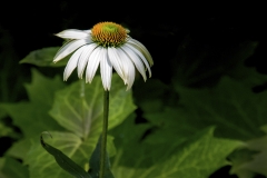 Daisy in the shade 2