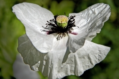 Dancing Poppie