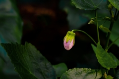 Flower Bud