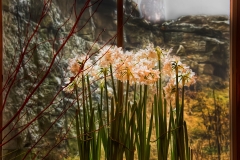 Flowers in window MoHonk MH