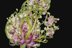 Garlic Flower 4