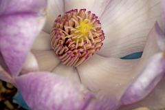 Magnolia Flowers