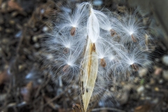 Milk Weed Seeds