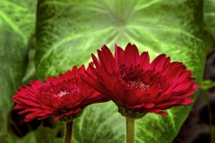 Red on Green Portrait