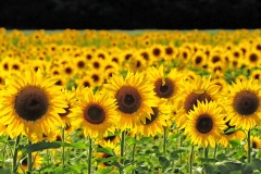 Sun Flowers