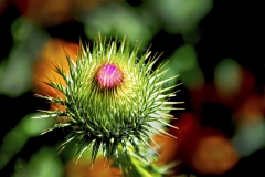 Thisel and orange flowers